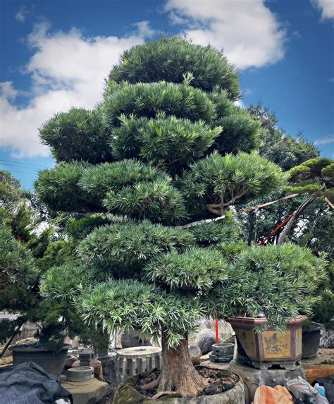 羅漢松庭園樹|如何種植羅漢松？六大羅漢松種類、價錢，種植方法、造型修剪